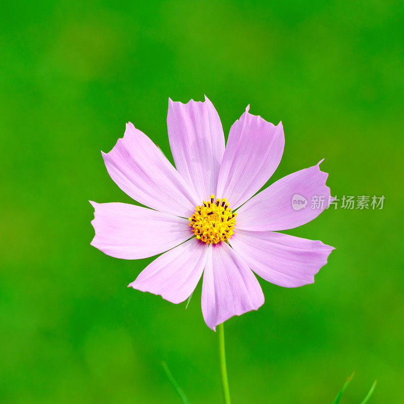 粉红宇宙花- 4